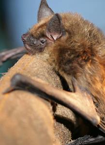 Bat on leather glove storytile